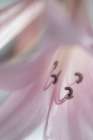 Washington-Seabeck Pale pink lily close-up Art Print